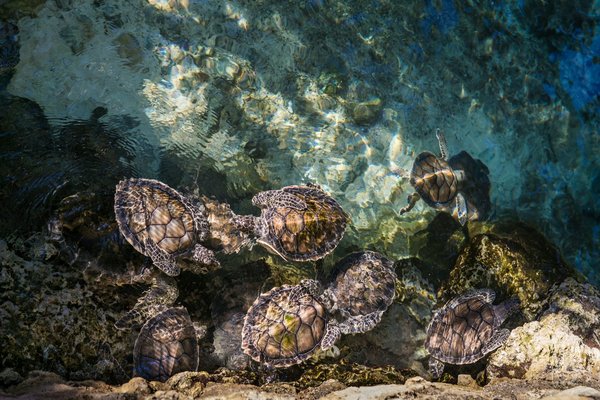 Quels sont les meilleurs endroits pour observer les tortues marines aux Seychelles?