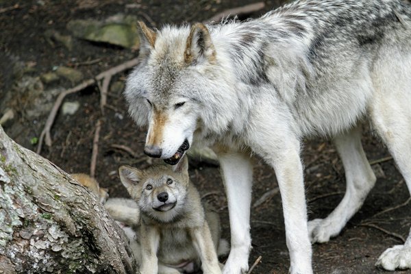 Comment organiser un camping pour observer les loups dans les parcs nationaux américains?
