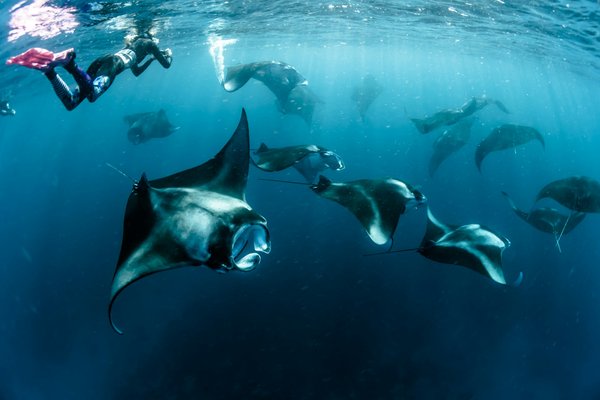 Quels sont les meilleurs spots pour une plongée avec les manta rays aux Maldives?