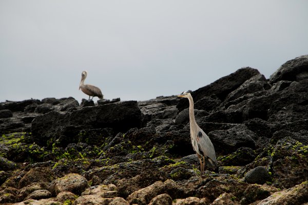 Comment planifier une croisière sur les îles Galápagos?